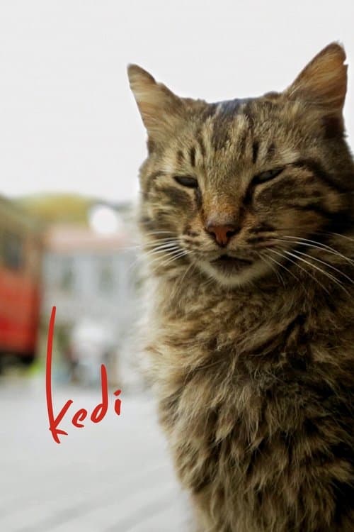 Kedi – plagát